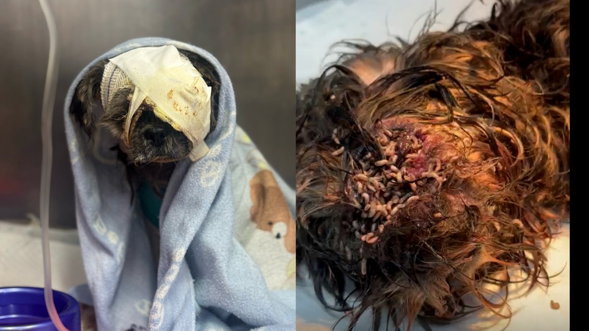 Cachorra é resgatada em Cascavel com olho tomado por larvas e passa por tratamento  catve.com/noticia/6/4431…