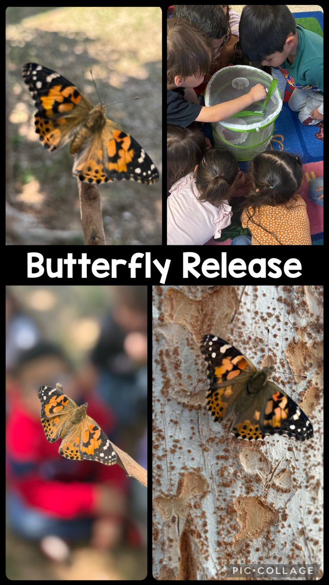 Our butterflies emerged today and we released them in our courtyard! @ZavalaMagnet