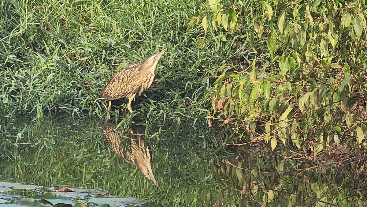 cranimal1's tweet photo. A bittern by my pond 😁 https://t.co/RqxIgfdPRe
