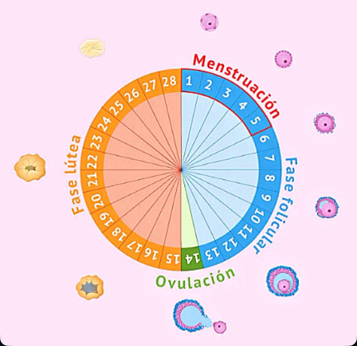 🌟 El teu cicle menstrual, explicat com mai 🌟  

1️⃣  MENSTRUACIÓ (Dia 1-5)  
És com un «reset» natural 🧼

2️⃣ FASE FOL·LICULAR (Dia 6-14)  Els ovaris preparen òvuls com petits candidats🌱

3️⃣ OVULACIÓ (Dia 14-16)  
El moment TOP! 

4️⃣ FASE LUTEA (Dia 17-28)  
Hi haurà embaràs?🤔