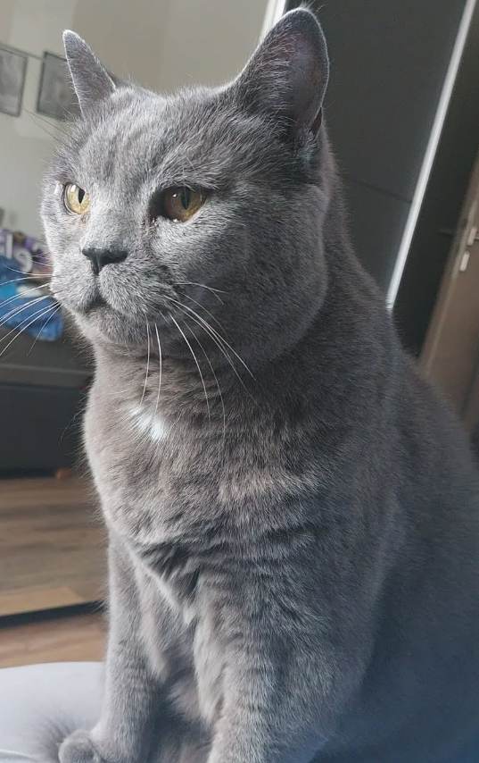 Craft12354's tweet photo. Ich bin jetzt Monster Hunter Fan 😻
#TwitchDE #LastStream #MonsterHunter https://t.co/8tlQlcXU0p