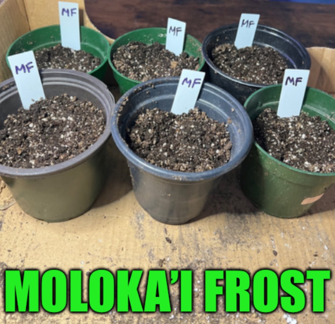cascadia_seeds's tweet image. Moloka’i Frost is the winning answer and @oldmangwaltz was the one to answer correctly first. This will be a grow for the books and I will update along the way.