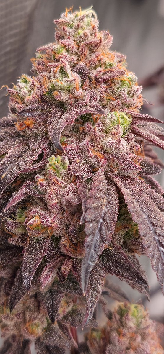 ʀɪᴅᴅᴀʟʟᴀʀ x ʀᴀʀᴇ ᴄᴀɴᴅɪ 
<a href="/Grandiflora510/">Grandiflora Genetics</a> ✂️🌱

ʀɪᴅᴅᴀʟʟᴀʀ 
(ʀᴇᴅ ᴠᴇʟᴠᴇᴛ x ᴇ𝟾𝟻 x ᴅᴏɢɢʏ ʙᴀɢ) 

ʀᴀʀᴇ ᴄᴀɴᴅɪ 
(ᴘʀᴏᴊᴇᴄᴛ 𝟺𝟻𝟷𝟼 x ᴢᴋɪᴛᴛʟᴇᴢ) 

#weedtwt #weed #cannabis #grandiflora #Maryland