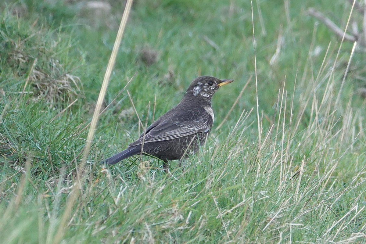 scally_ray's tweet image. MIDDLETON MOOR - An influx of new birds this morning, the best being 3 RING OUZEL which flew towards Longstone, singing REDSTART, 1 Shelduck, 5 Tufted Duck, 20 Lapwing, 1 Curlew, 5 Willow Warbler, 2 Chiffchaff, 5 Wheatear being the highlights. @Derbyshirebirds