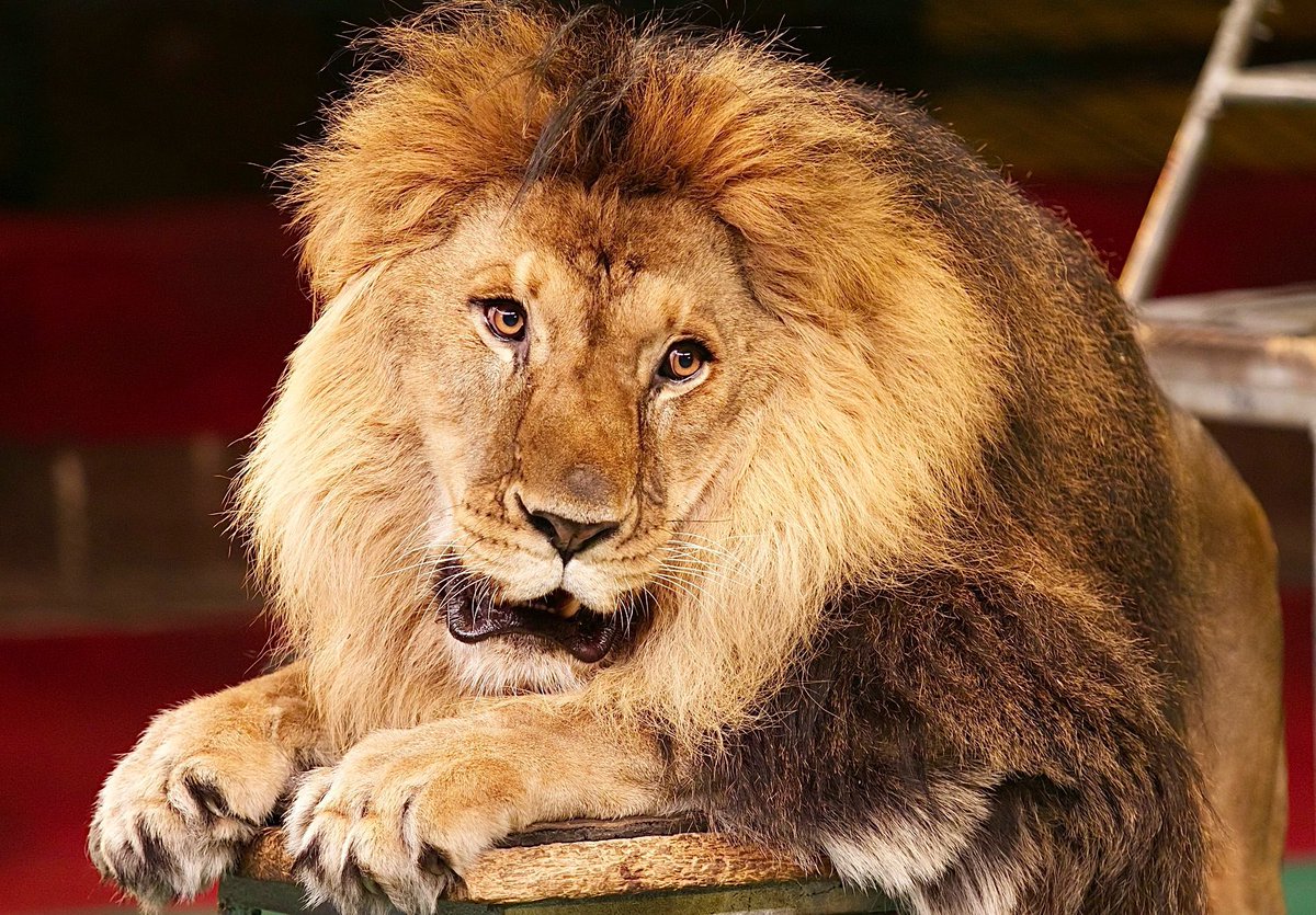 Breaking! Washington State Is One Step Closer To Banning Big Cats, Elephants, Bears, And Primates In Circuses 🙏🐘🐅

🚨TAKE ACTION &amp; READ MORE: 🌍👉 worldanimalnews.com/2025/04/11/was…