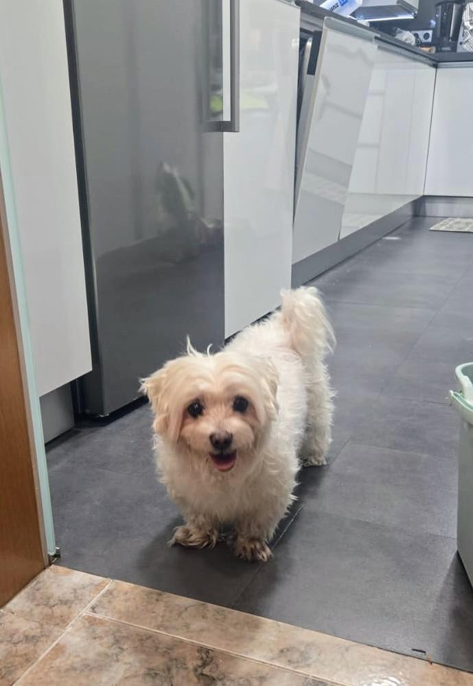 areagossosbdn's tweet photo. 🆘🆘¡¡ATENCIÓN!!🆘🆘
Se busca a la familia de éste perrito perdido, encontrado en el barrio de #LaMorera cerca de l'escola Salvador Espriu 
#Badalona
No tiene chip, tendrá unos 4 o 5 años aprox.
Lo tiene acogido un particular. 
Contactar al 📞635 427 397
Máxima difusión🙏
📣📣📣 https://t.co/fmwi98ie21