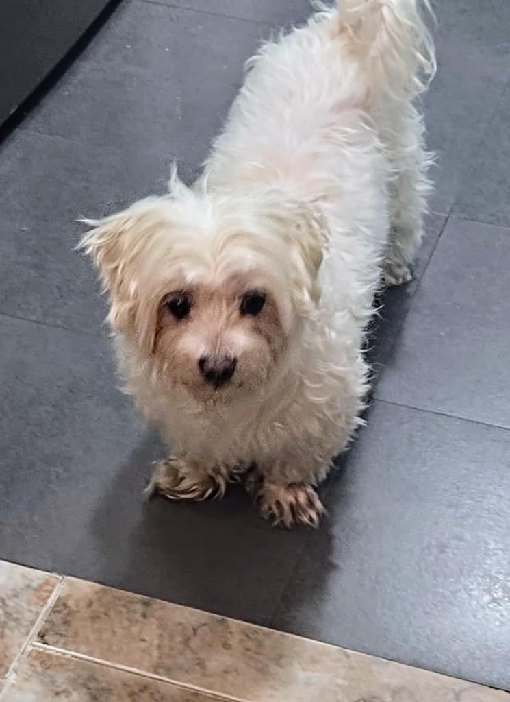 areagossosbdn's tweet photo. 🆘🆘¡¡ATENCIÓN!!🆘🆘
Se busca a la familia de éste perrito perdido, encontrado en el barrio de #LaMorera cerca de l'escola Salvador Espriu 
#Badalona
No tiene chip, tendrá unos 4 o 5 años aprox.
Lo tiene acogido un particular. 
Contactar al 📞635 427 397
Máxima difusión🙏
📣📣📣 https://t.co/fmwi98ie21