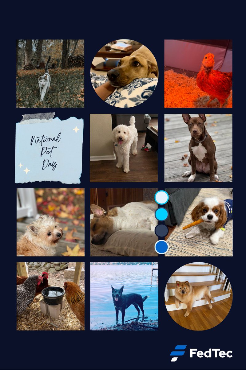 Happy #NationalPetDay! 🐾 At FedTec, our pets are part of the family—providing support during long workdays, joining virtual meetings, and keeping us smiling.
Here are just a few of our furry (and not-so-furry) team members who make every day better. 💙 #FedTecLife #PetDay