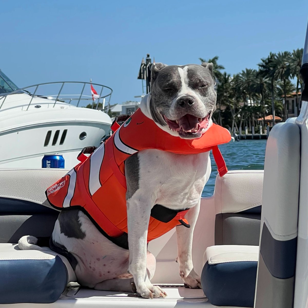 Fur-iendly Faces of Comfort Medical | National Pet Day Edition 🐾

Meet Dana, one of our amazing Business Analysts, and her furry friend, Chance! 

Get to know Chance: comfortmedical.com/fur-iendly-fac…