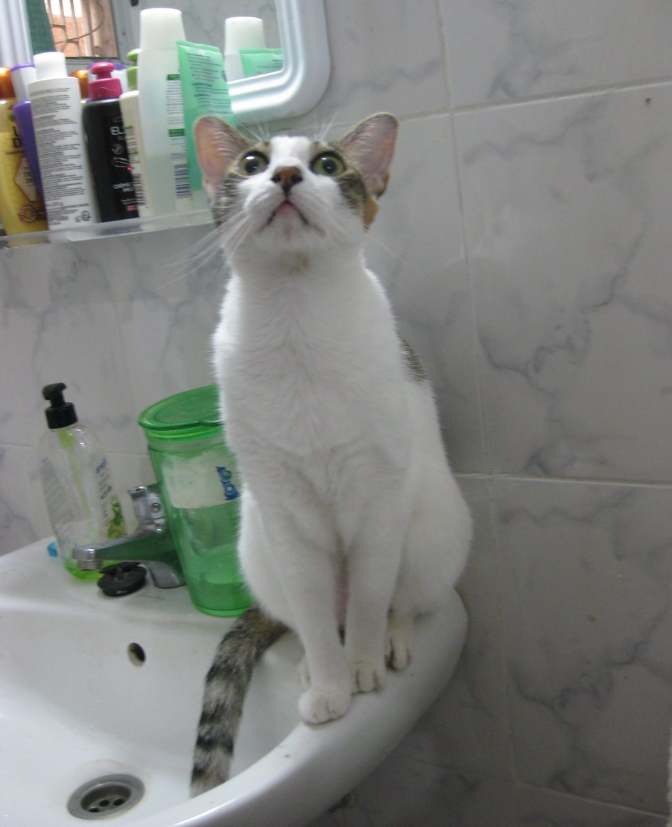 vanisou's tweet photo. @8ntmuch #AnimaLovers #CuteCats #CatsLover #mycat #chat #monchat
📷perso https://t.co/Hvb329xwEM