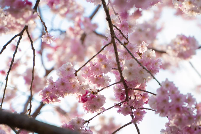 毎年行ってるキャンプ場に今年も花見に行ってきた! 
