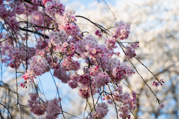 毎年行ってるキャンプ場に今年も花見に行ってきた! 