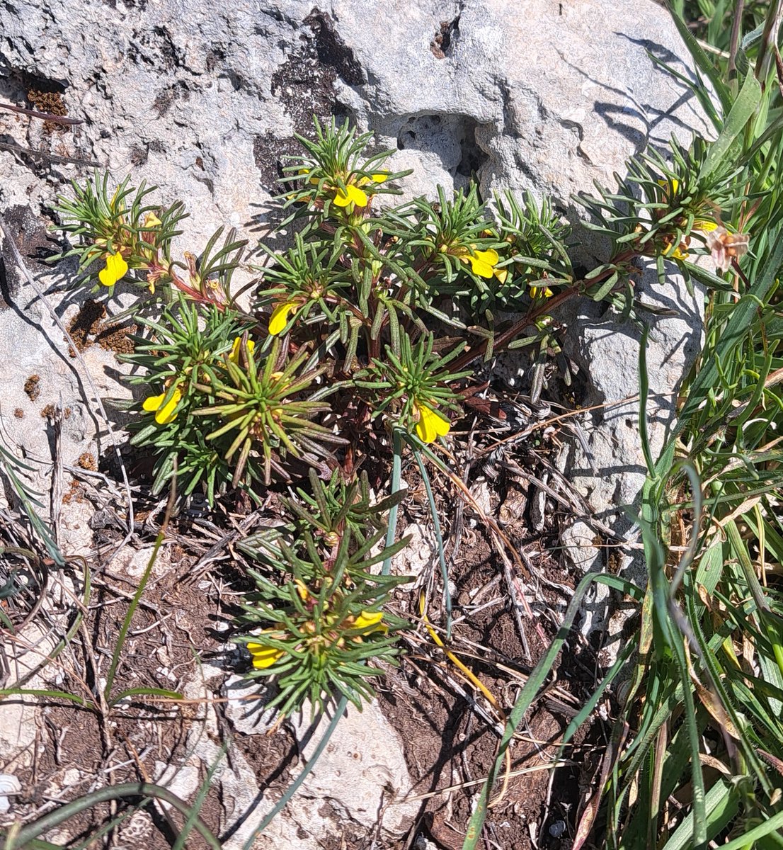 A sunny start in Gargano today for my <a href="/naturetrektours/">Naturetrek</a> group with 20 species of orchids, some local endemics and British rarities. #TwitterNaturePhotography #TwitterNatureCommunity