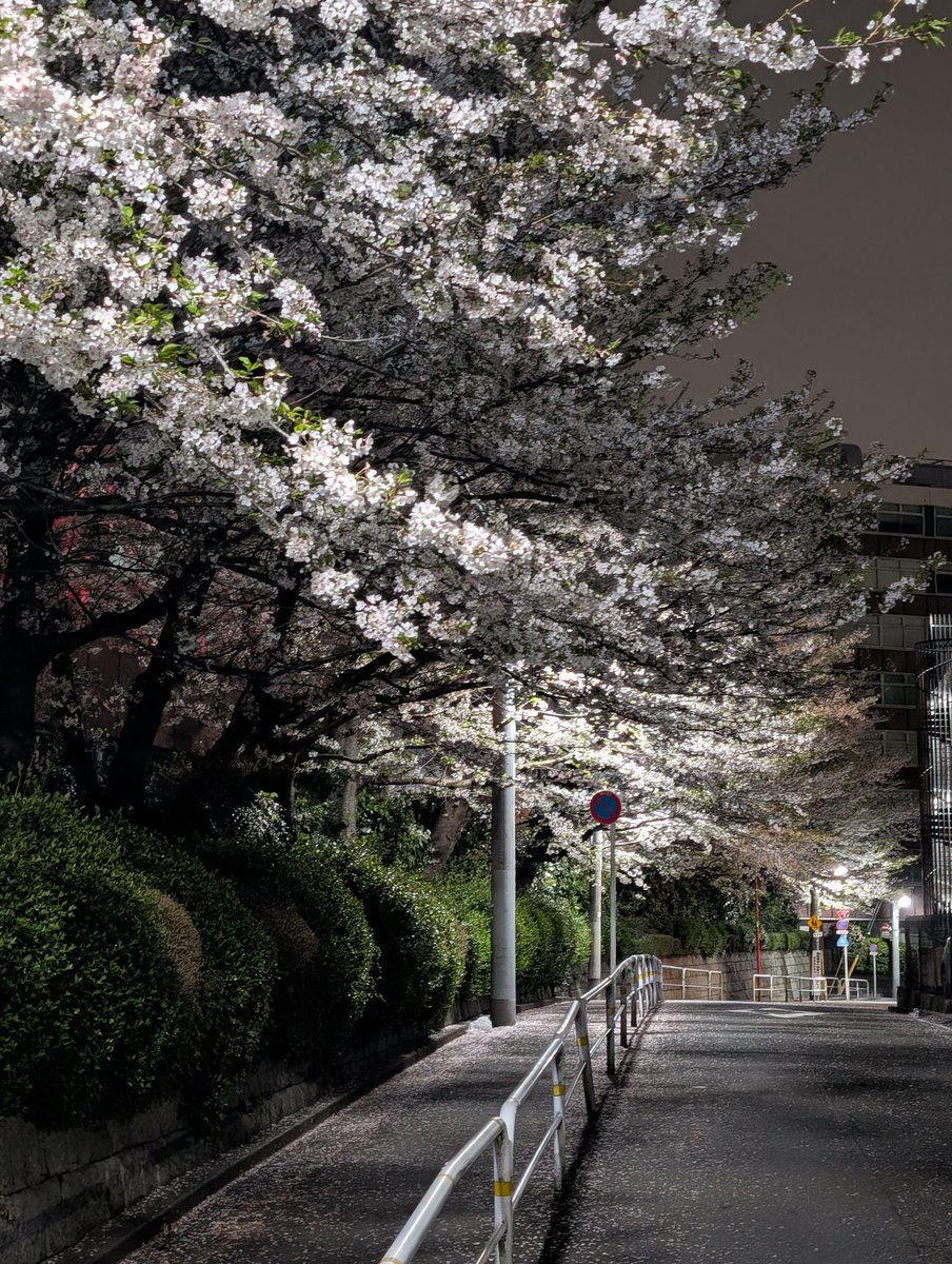 progress_gm's tweet photo. 雨の日が多くなってます
今年は、桜を見れる期間が長くなってました
先日、頂いたお土産、いつもありがとうございます https://t.co/5uBG7rEwcD
