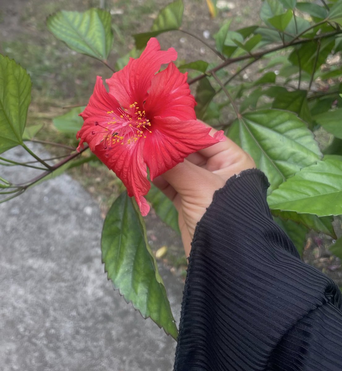 Intrvblll_'s tweet image. Dump Comores 2k24