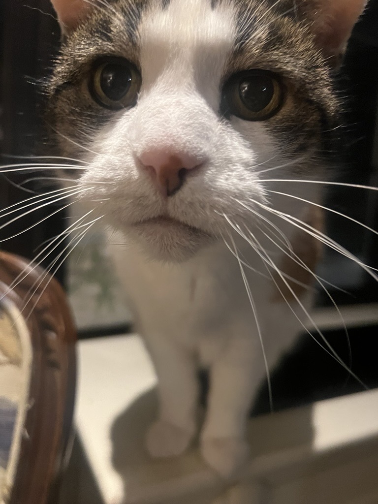 Petstituents, remind your purrrents that today is National Pet Day. Celebrate accordingly with lots of pets and treats.