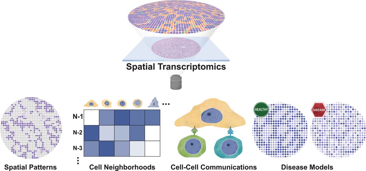 How can you use spatial transcriptomics to study spermatogenesis?

Read how this technology is being used to study spermatogenesis by preserving tissue context—enabling researchers to explore spatial gene expression, cellular neighborhoods, and molecular changes in the testis.