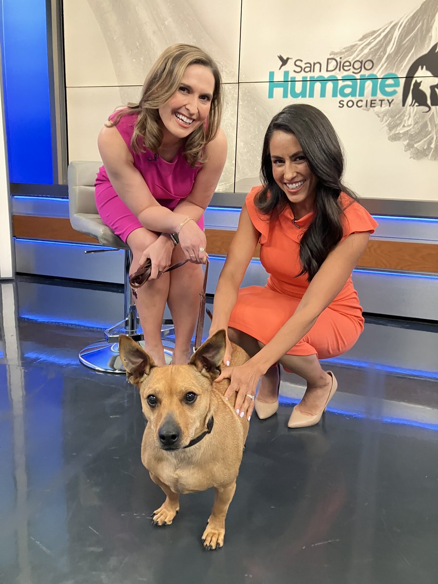 sdhumane's tweet photo. Thank you @nbcsandiego for featuring Long (933899), a sweet Corgi-mix as your Pet of the Week! Long enjoyed meeting @BrookeMartell and @nicolenbcsd in studio today! If you want endless joy and tail wags, come meet Long at our San Diego Campus, where he is available for adoption! https://t.co/qioa5FCnWd
