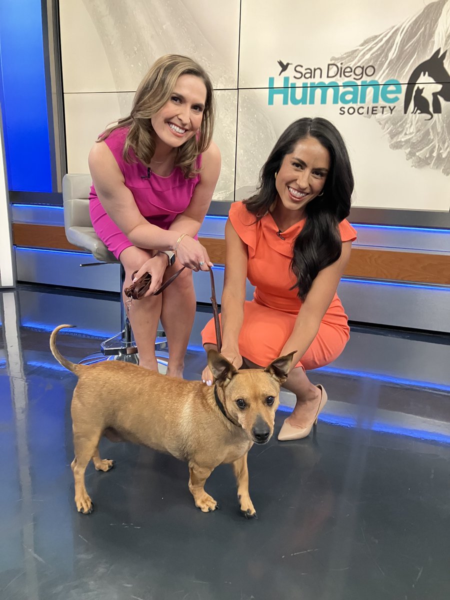 San Diego Humane Society (@sdhumane) on Twitter photo Thank you <a href="/nbcsandiego/">NBC 7 San Diego</a> for featuring Long (933899), a sweet Corgi-mix as your Pet of the Week! Long enjoyed meeting <a href="/BrookeMartell/">Brooke Martell</a> and <a href="/nicolenbcsd/">Nicole Gomez</a> in studio today! If you want endless joy and tail wags, come meet Long at our San Diego Campus, where he is available for adoption! Thank you <a href="/nbcsandiego/">NBC 7 San Diego</a> for featuring Long (933899), a sweet Corgi-mix as your Pet of the Week! Long enjoyed meeting <a href="/BrookeMartell/">Brooke Martell</a> and <a href="/nicolenbcsd/">Nicole Gomez</a> in studio today! If you want endless joy and tail wags, come meet Long at our San Diego Campus, where he is available for adoption!
