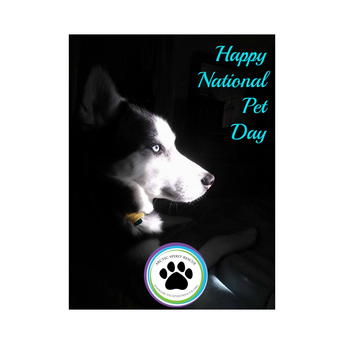 Celebrate with your favorite furry friends! #NationalPetDay #nationalpetday2025 #adopt #siberianhusky #husky #rescuedog