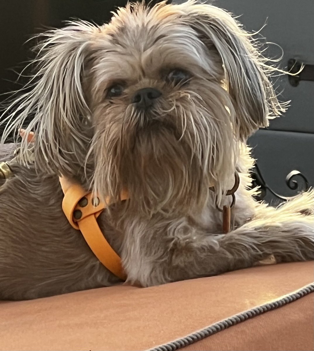 #NationalPetDay