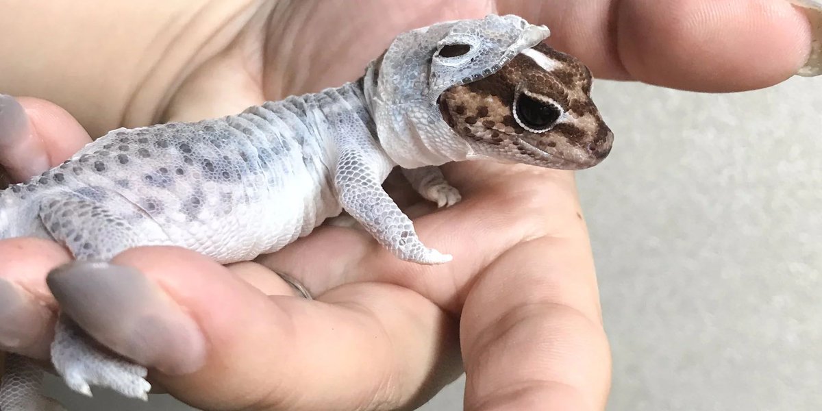 AMAZlNGNATURE's tweet photo. This tiny lizard perfectly shedding looks like he's wearing a tiny lizard space suit https://t.co/ujGB5IoLcK