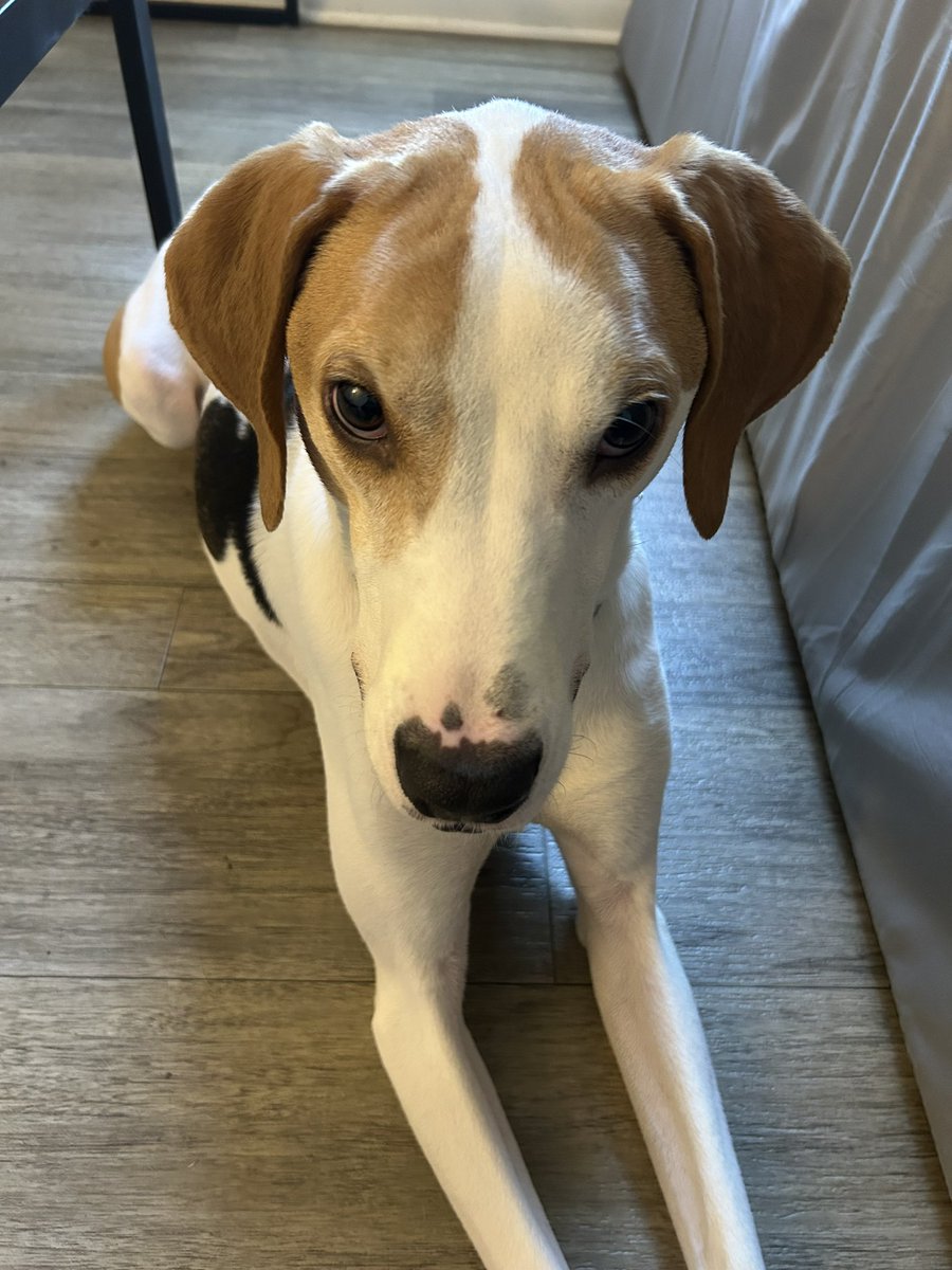 𒊹 @ DESIDERO tweet media