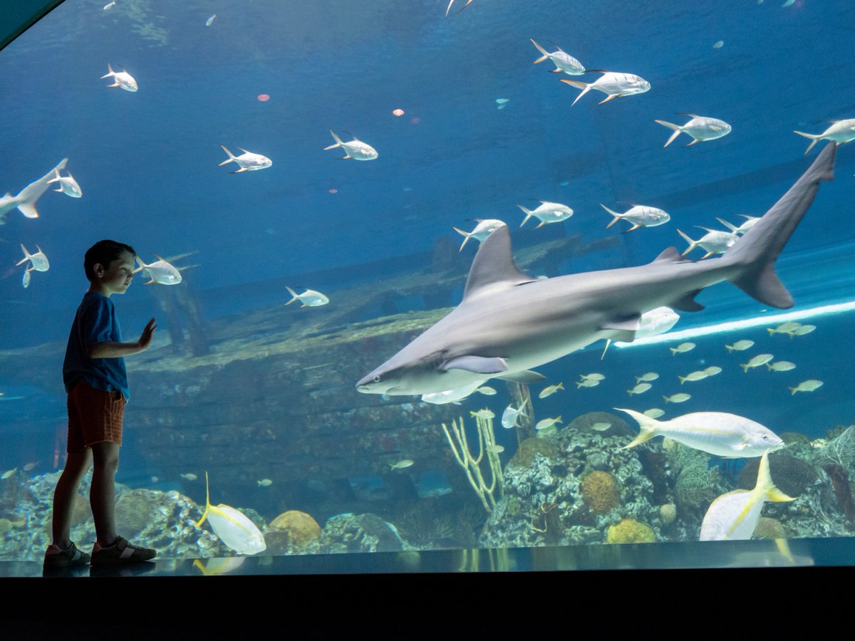 TXStateAquarium's tweet photo. 🦈 Did you know the author of #Jaws was once a speechwriter for LBJ?
Peter Benchley later regretted fueling fear of sharks—and spent his life fighting to protect them.  Learn more at @lbjlibrary’s new exhibit, opening April 19.
🔗 https://t.co/YsCLujF0Fr 
📷: Yoichi Okamoto https://t.co/0ojyQIKAiK