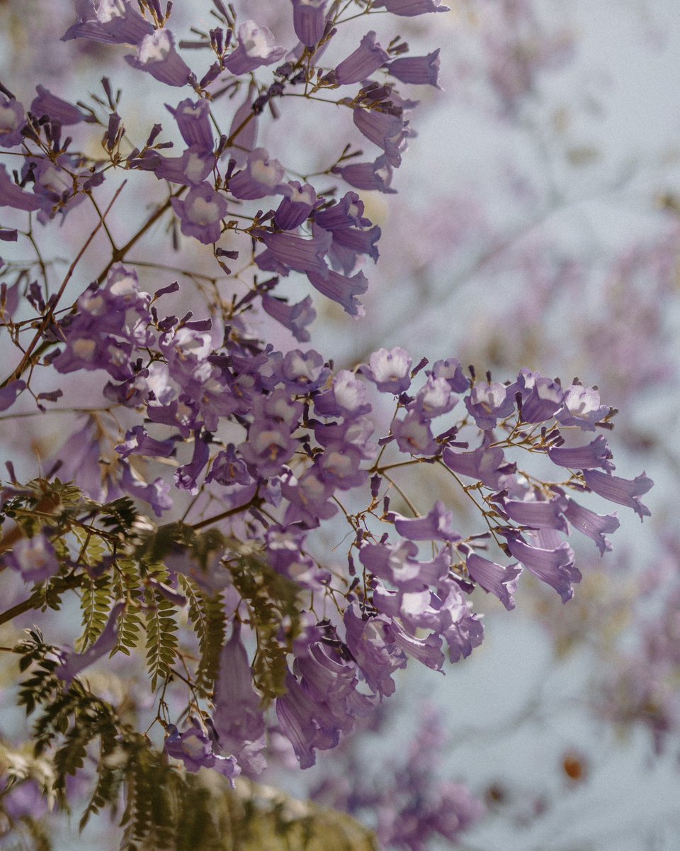 murielmb's tweet photo. @RicardoBSalinas #jacarandas
#mexico
Jacarandas - Irapuato, Gto. 2025 https://t.co/uNqKJWfcQw