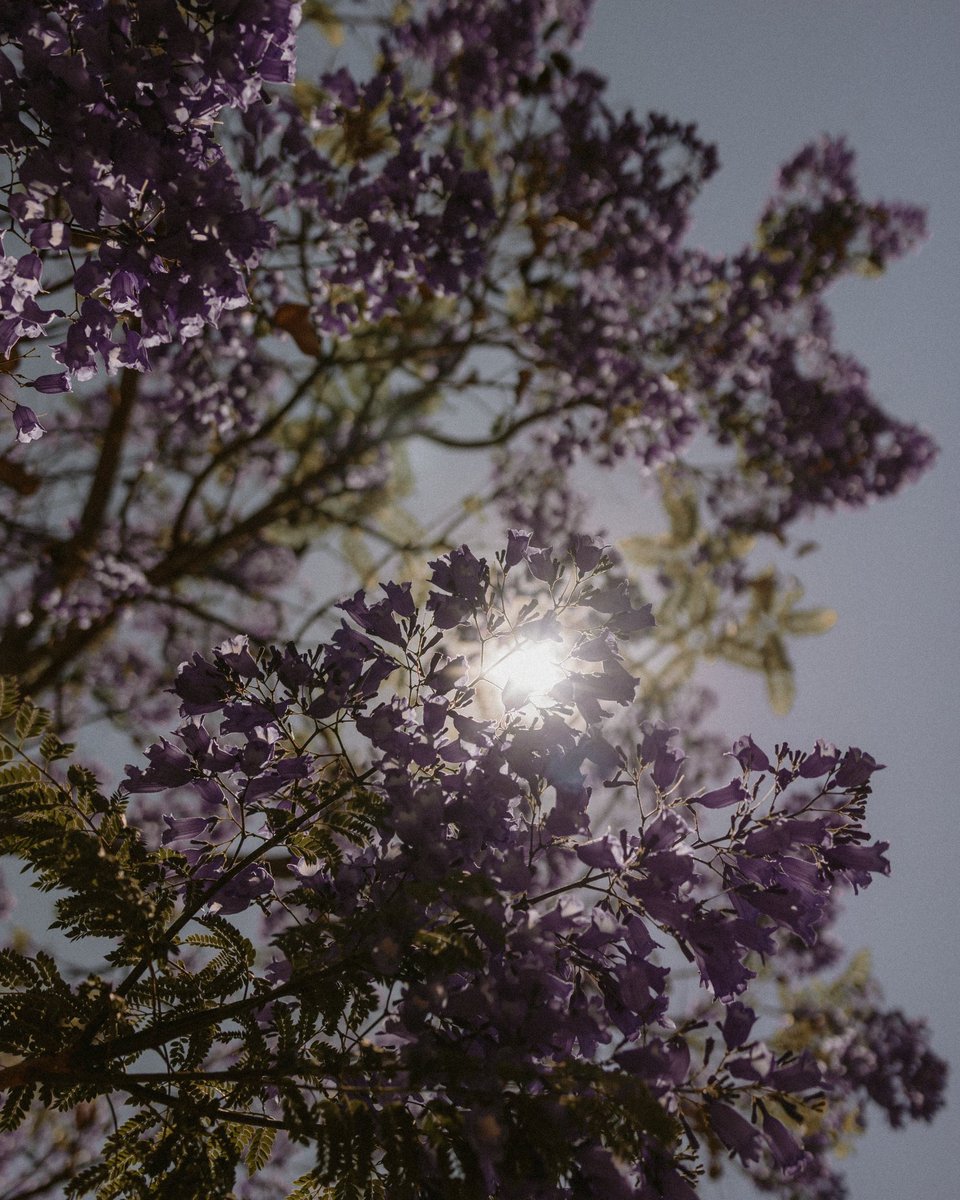 murielmb's tweet photo. @RicardoBSalinas #jacarandas
#mexico
Jacarandas - Irapuato, Gto. 2025 https://t.co/uNqKJWfcQw