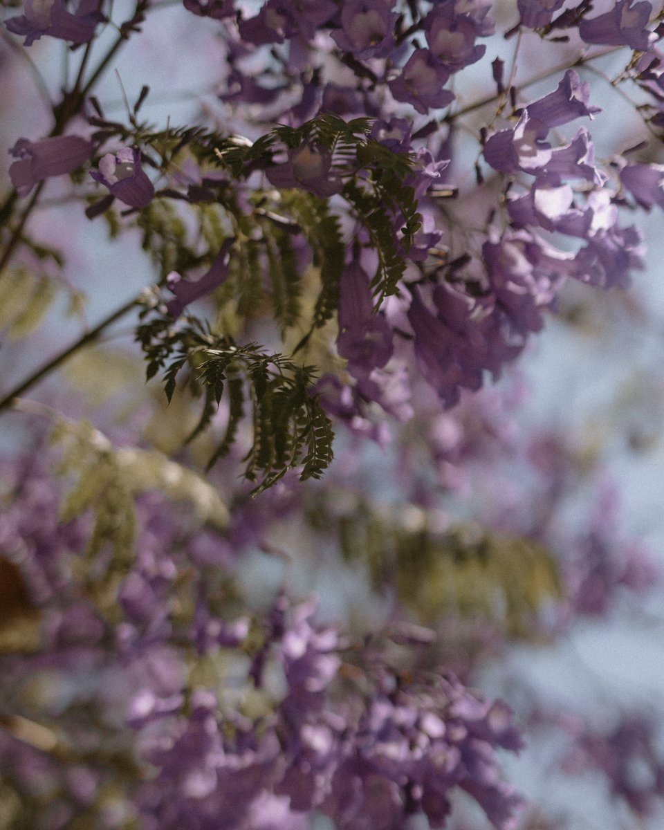 murielmb's tweet photo. @RicardoBSalinas #jacarandas
#mexico
Jacarandas - Irapuato, Gto. 2025 https://t.co/uNqKJWfcQw