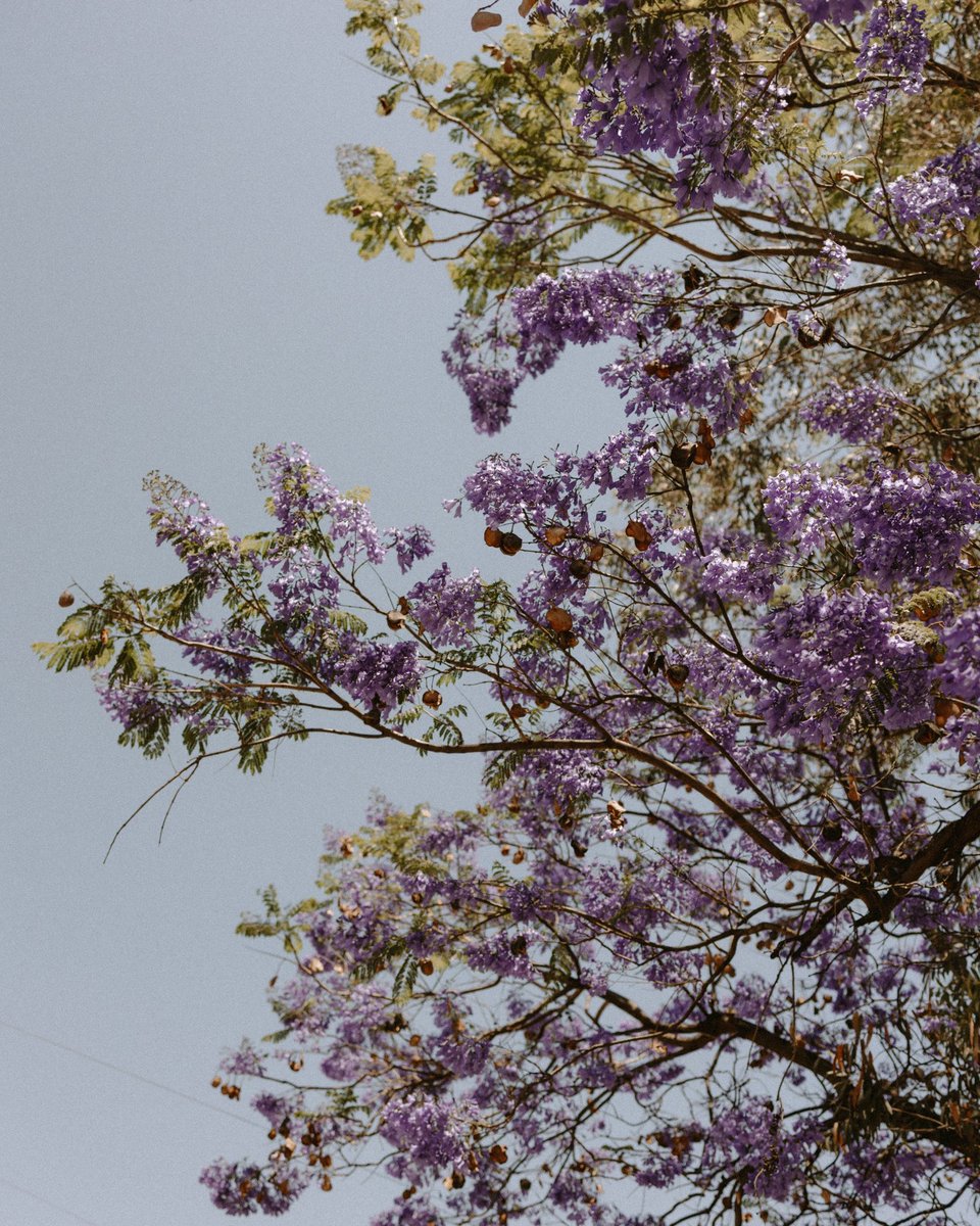 murielmb's tweet photo. @RicardoBSalinas #jacarandas
#mexico
Jacarandas - Irapuato, Gto. 2025 https://t.co/uNqKJWfcQw