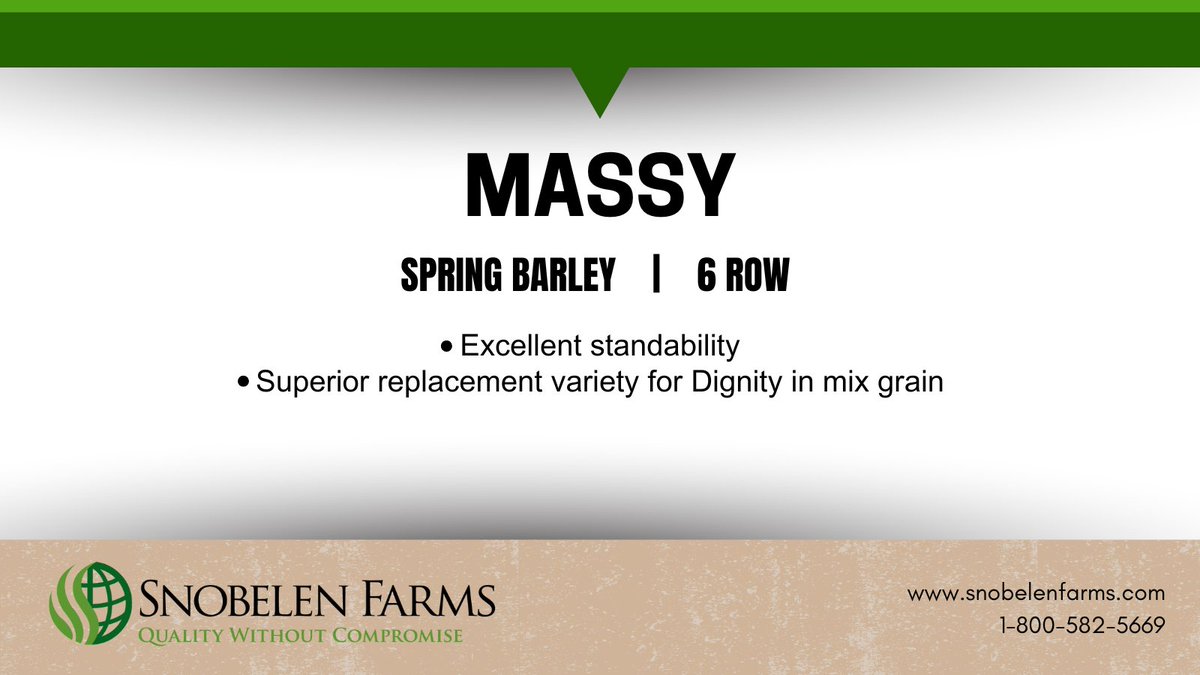 SnobelenGrain's tweet photo. Massey is a spring barely worth considering for your rotation.
Ask your local seed dealer about Snobelen Farms seed. #QualityWithoutCompromise #GrowWithUs https://t.co/Lg219yJE66