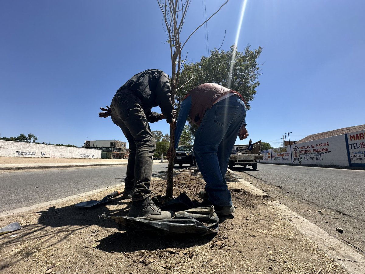 GobiernoDeSilao's tweet photo. Parques y Jardines también reforestó el camellón ubicado a un costado del campo Patria, cerca de la alameda “Miguel Hidalgo”. 🌳 🌿 Se plantaron cipreses, patas de vaca y magnolios. https://t.co/TpAX05712T