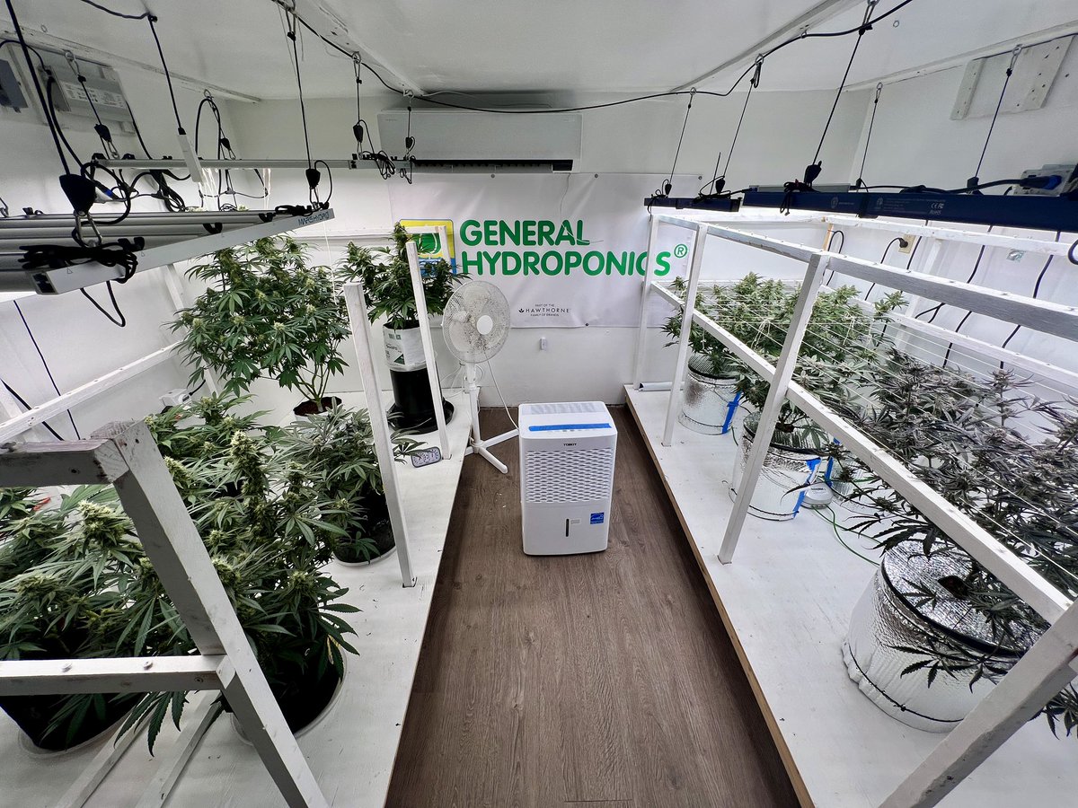 ThatHydroCouple's tweet photo. Canโt wait to replace my marshydro on the left with grandmaster LEDs . Look at the difference between the brightness of right and left LEDs #CannabisCommunity #gardening #growyourown #Grandmasterleds https://t.co/uJBhVbPbeu