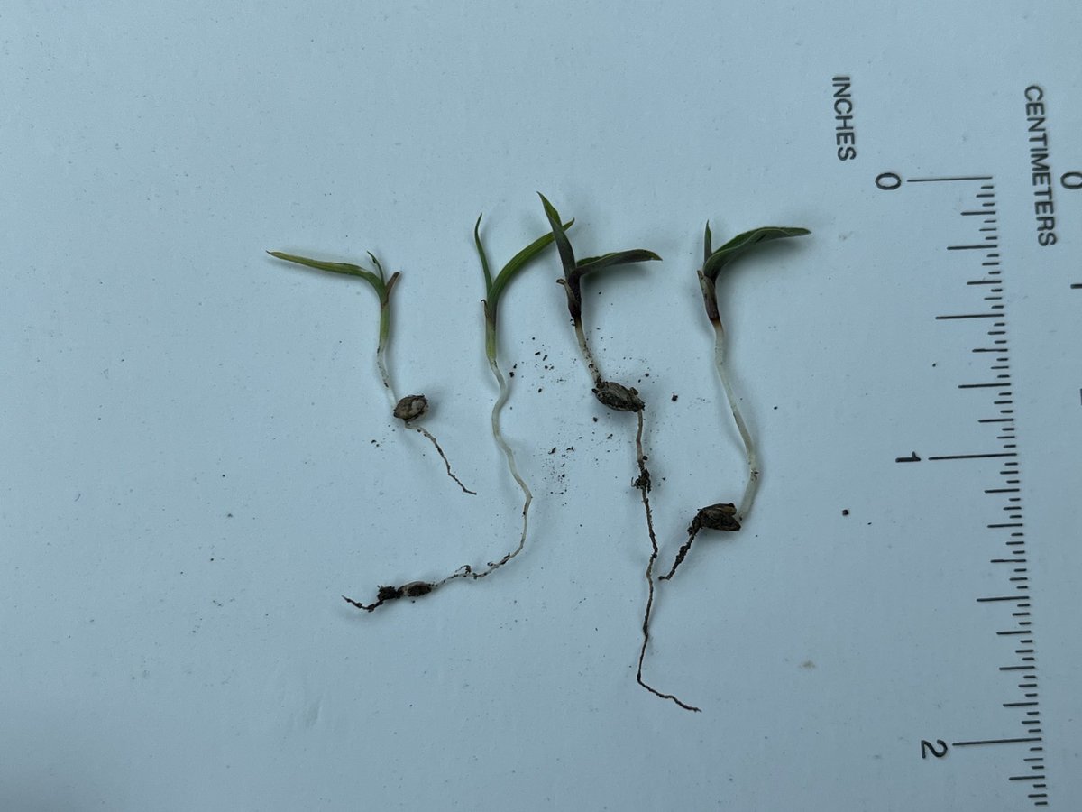 Meaghan Anderson tweet media