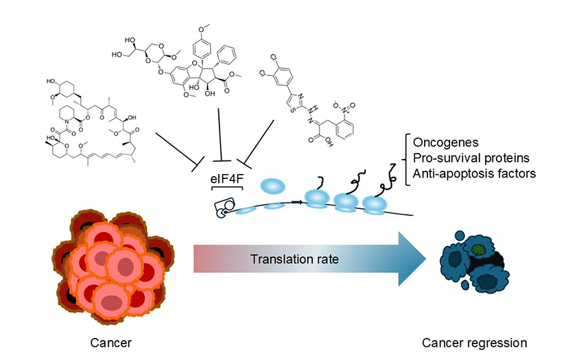This Perspective from the #RNASpecialIssue summarizes the current knowledge of translation dysregulation in  cancer, with emphasis on the eukaryotic translation initiation factor 4F  complex. It outlines recent endeavors to develop novel treatment  strategies to combat cancer: