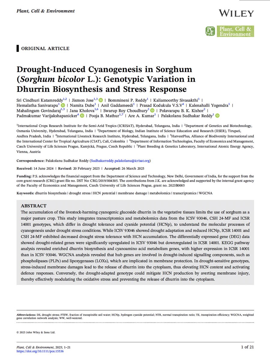 I am happy to share that our article, "Drought-Induced Cyanogenesis in Sorghum (Sorghum bicolor L.): Genotypic Variation in Dhurrin Biosynthesis and Stress Response,” was published in the Plant, Cell &amp; Environment journal.
The article can be accessed at onlinelibrary.wiley.com/toc/13653040/0…