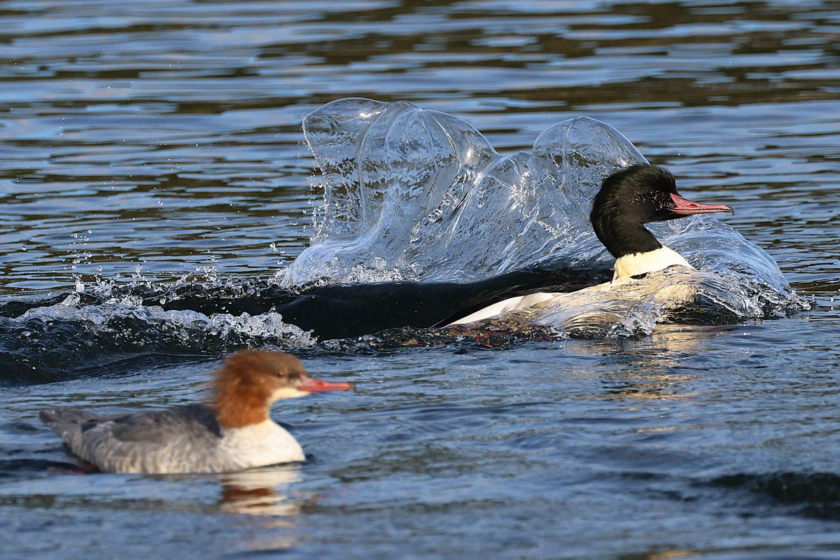 Daar zijn ze weer......en maar spetteren!