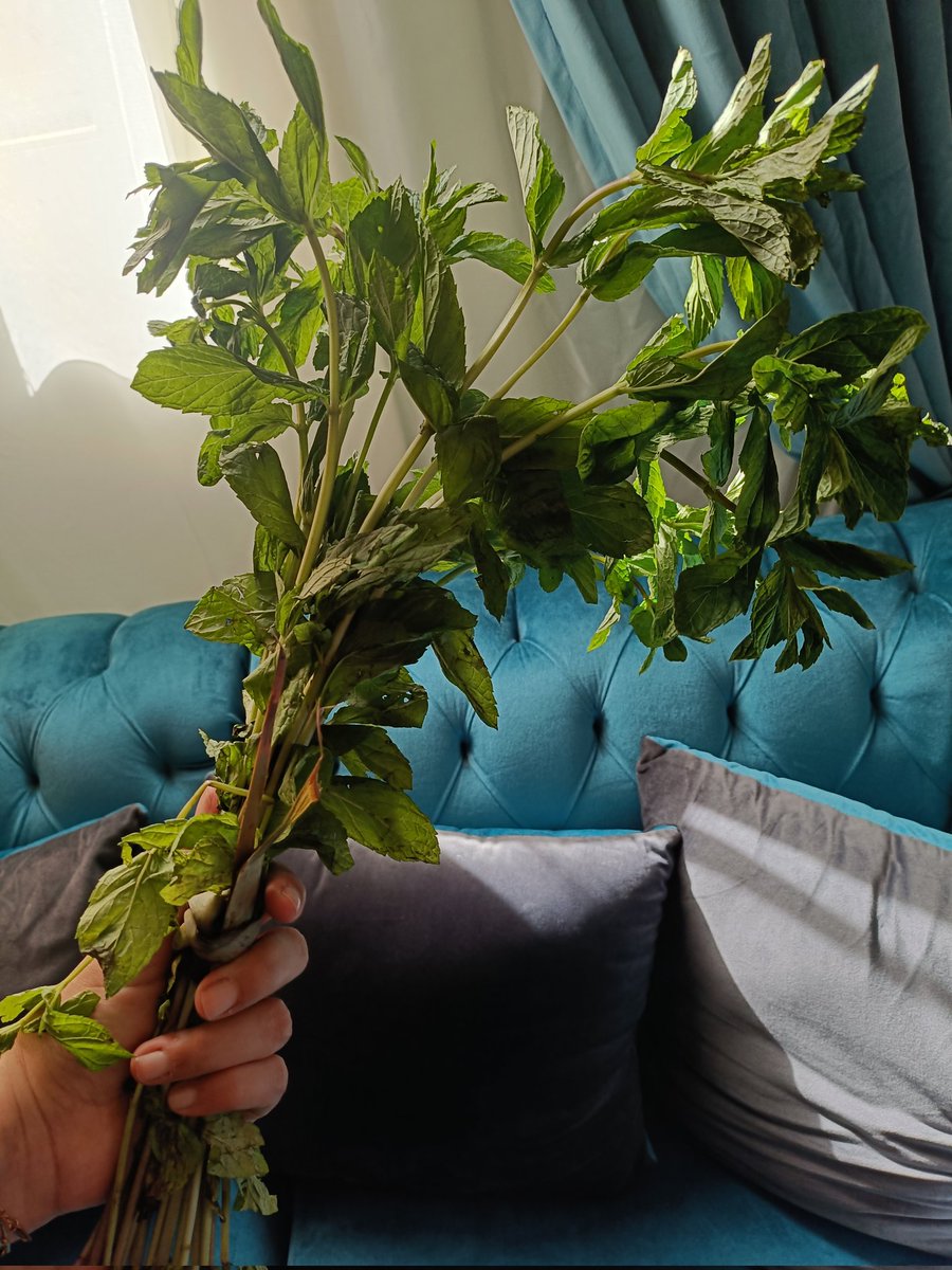 Nadaaahmeed's tweet photo. Some people buy roses .. I buy mint, like mama does💚 https://t.co/ClZPGwsEqh