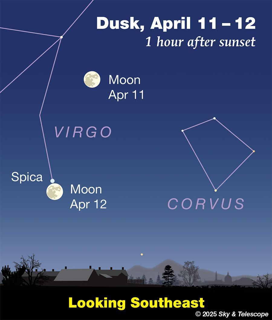 SkyandTelescope's tweet photo. The Moon, one day short of full, shines above Spica this evening. After the night is fully dark, look left of the Moon for bright Arcturus. It's the narrow point of the Kite asterism of Boötes.
https://t.co/jkDrGGEIIN
.
.
#astronomy #stargazing #arcturus #moon #spica #bootes https://t.co/NgLZp1kk1e