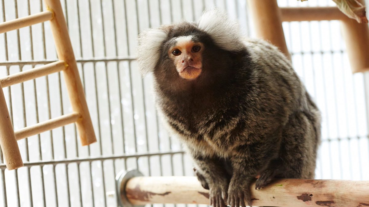 We're calling on <a href="/Meta/">Meta</a> to remove disturbing videos from pages that feature extreme monkey abuse videos ⚠️ 

The upsetting content shows monkeys being drowned, slapped and choked. 

This is barbaric content, and Meta should do the responsible thing and remove them immediately.