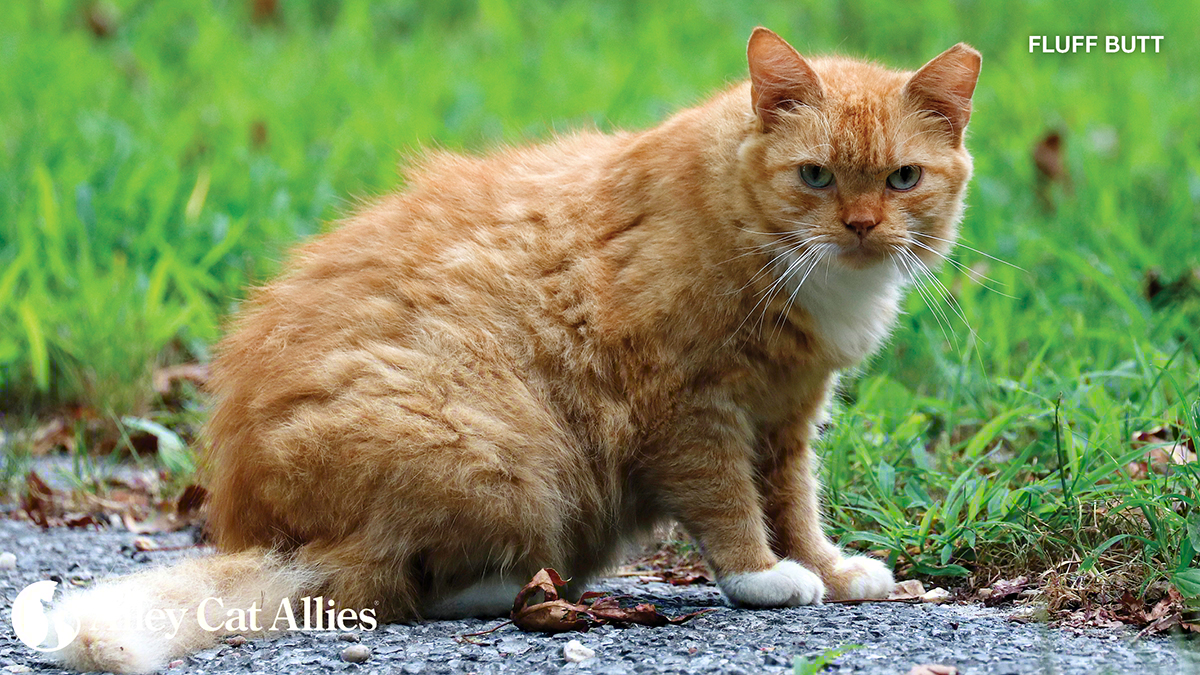 Alley Cat Allies tweet media