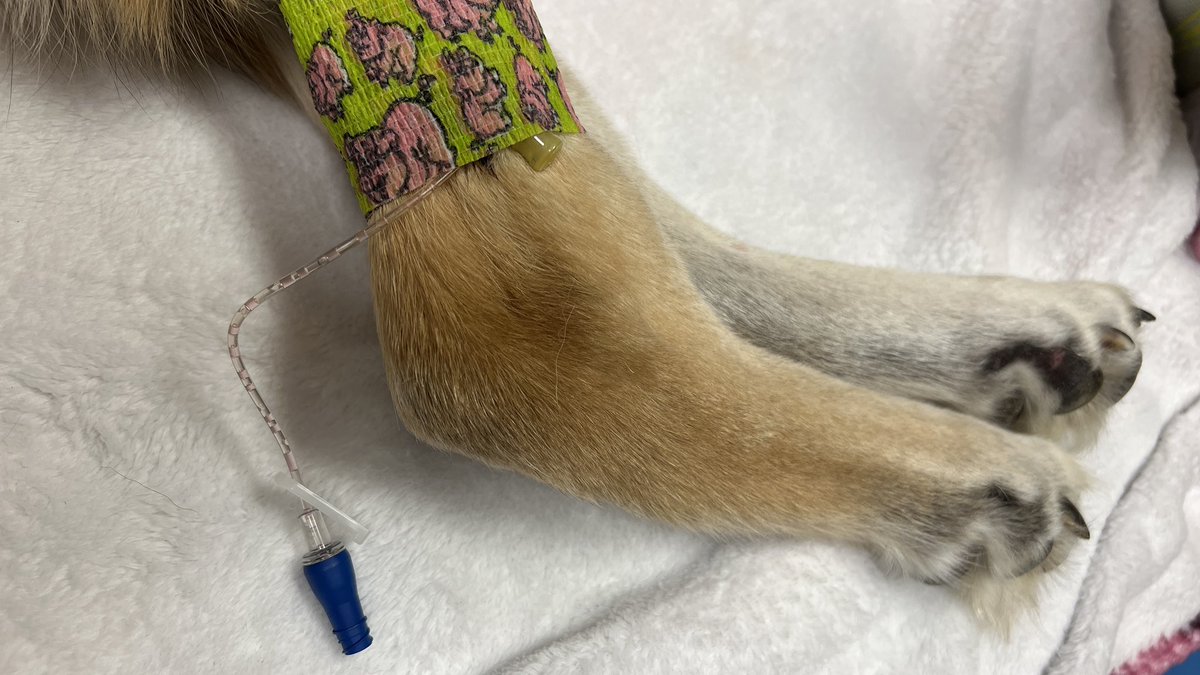 Kyle G. Adema 🌪️ 🏴‍☠️ tweet media