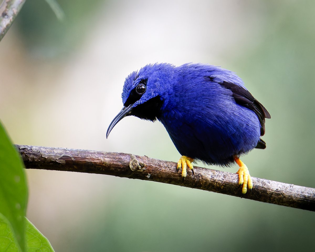 dfnaturephotos1's tweet photo. Un ave común pero difícil de fotografiar, y este individuo nos dio la oportunidad para lograrle muy buenas fotos, y tocaba aprovechar

Mielero patiamarillo
Cyanerpes caeruleus
Purple Honeycreeper

#birding #birdphotography #TwitterNatureCommunity #NaturePhotography #FelizViernes https://t.co/NCBmke0HIZ