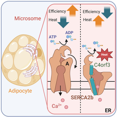New!  Online now: Identification of a molecular resistor that controls UCP1-independent Ca2+ cycling thermogenesis in adipose tissue dlvr.it/TK5v2N