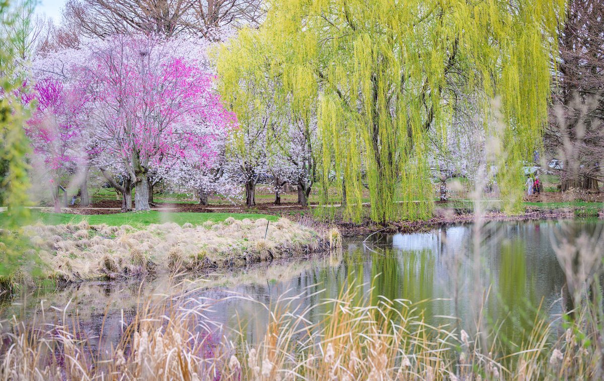 🌸 Need a break from studying? This is your sign to go see the cherry blossoms at the Arboretum while they're in full bloom! 🌸