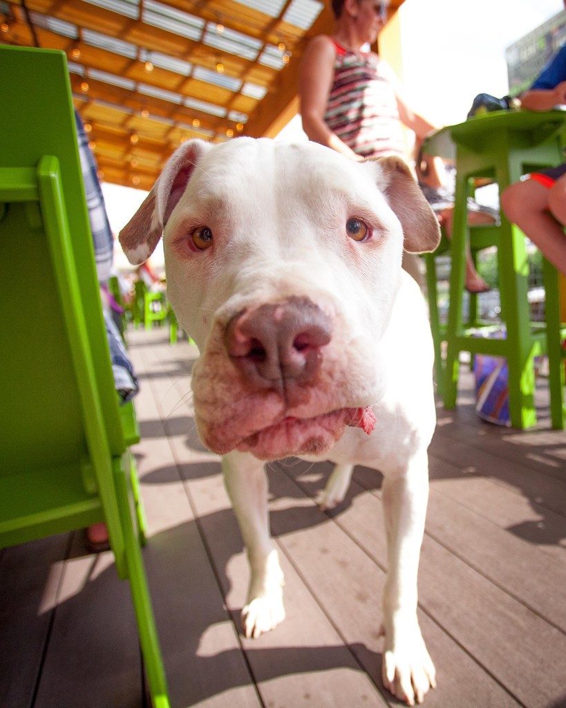 bentpaddlebeer's tweet photo. Happy National Pet Day! We are once again, asking you to bring your pets ☺️ https://t.co/HRghAXVoGK