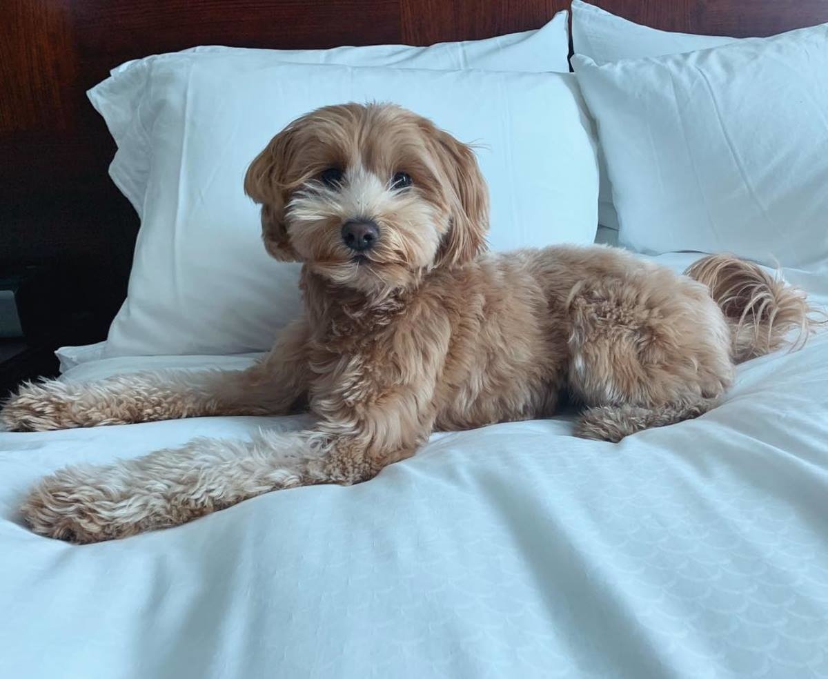 Soft smiles, straight chillin'. Surprise your best friend with a getaway in San Francisco this National Pet Day! 🐾

Reserve your escape today: bit.ly/3rtTmZD