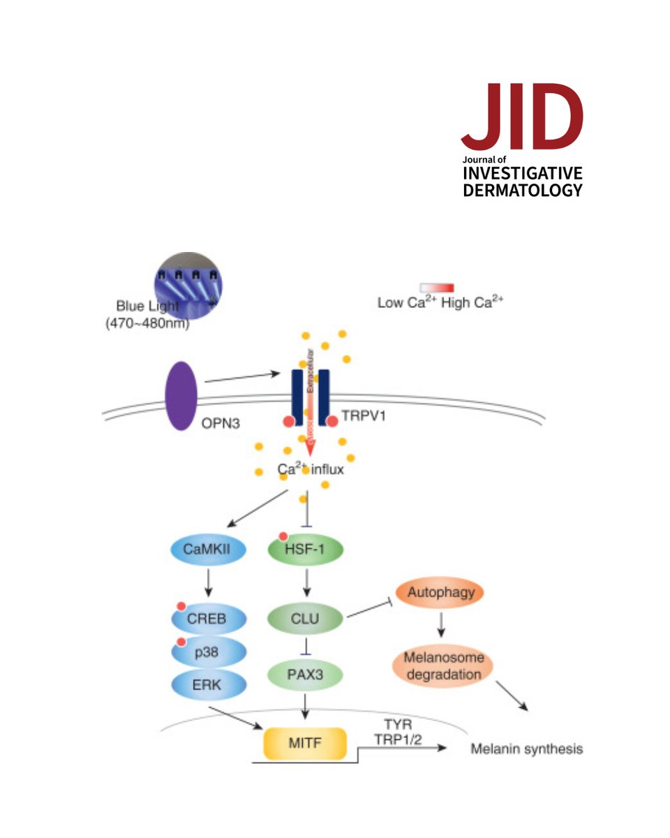 theJIDJournal's tweet image. The #Pigmentation of Blue Light Is Mediated by Both #Melanogenesis Activation and Autophagy Inhibition through OPN3–TRPV1. Yu et al
doi.org/10.1016/j.jid.…
Commentary: Blue Light–Induced Pigmentation
doi.org/10.1016/j.jid.…
#dermtwitter #dermatology #dermscience #dermresearch